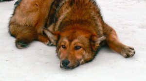 005_новый_размер (1)